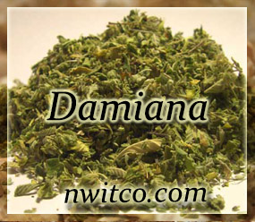 Damiania - Turnera diffusa